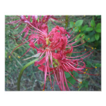 Floración del lirio de la araña arte fotografico