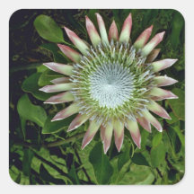 Floración del Protea - flores de Maui Pegatinas Cuadradases Personalizadas