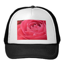 Floración del rosa rojo gorro de camionero