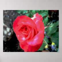 Floración del rosa rojo poster