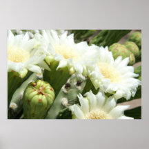 Floración del Saguaro Posters