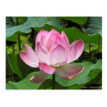 Floración rosada de Lotus Postal