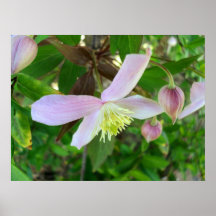 Floración y brotes de "Montana" del Clematis Impresiones