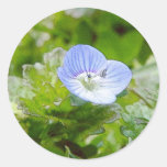 Floraciones azules del arrastramiento Speedwell Pegatina Redonda