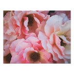 Floraciones color de rosa rosadas apacibles - foto