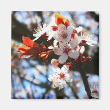 Floraciones de la primavera imanes de nevera