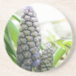 Floraciones de la primavera - Muscari Posavasos Manualidades