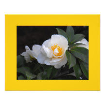Floraciones en blanco cojinete