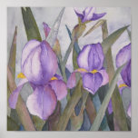 Floraciones púrpuras del iris posters