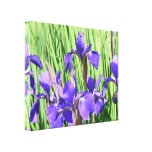 Floraciones púrpuras del iris lienzo envuelto para galerías