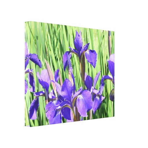 Floraciones púrpuras del iris lienzo envuelto para galerías