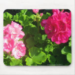 Floraciones rosadas del geranio alfombrilla de ratones