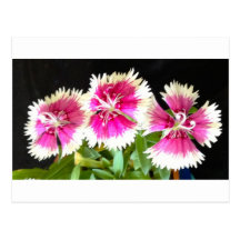 Floraciones rosadas tarjetas postales
