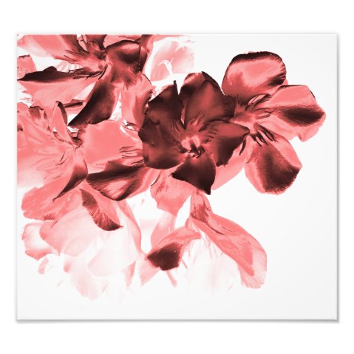 floral fotografia