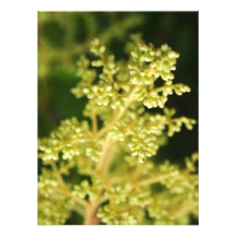floral impresion fotografica