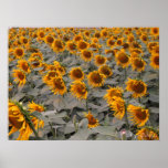 floral posters