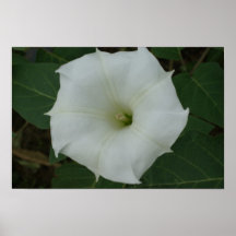 Floral Impresiones