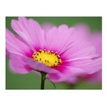 Floral rosado postal