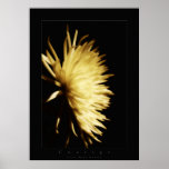 florece valor posters