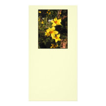 Flores amarillas. Bidens. En la crema Tarjetas Fotograficas