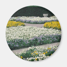 flores amarillas de la cama de las violas imanes para frigoríficos