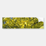 Flores amarillas del Forsythia Etiqueta De Parachoque