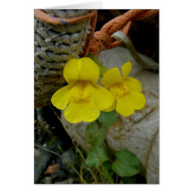 Flores amarillas del mono en la isla de Unalaska Tarjetas