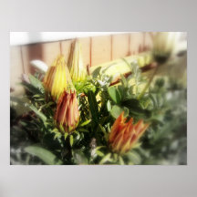 flores amarillos y del naranja cerrados 3 posters