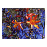 Flores anaranjadas de Crocosmia Felicitacion