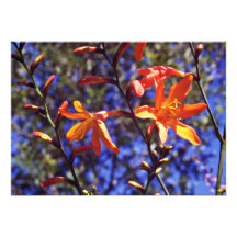 Flores anaranjadas de Crocosmia Invitación