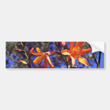 Flores anaranjadas de Crocosmia Pegatina De Parachoque