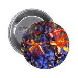 Flores anaranjadas de Crocosmia Pins