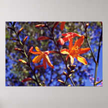 Flores anaranjadas de Crocosmia Poster