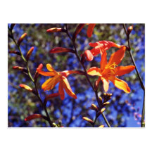 Flores anaranjadas de Crocosmia Tarjetas Postales