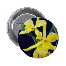 flores anaranjadas de Glo del armiño amarillo (Bra Pin