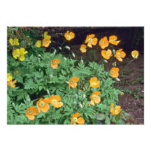 Flores anaranjadas de las amapolas invitación personalizada