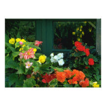 Flores anaranjadas de las begonias comunicados personales 