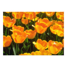 Flores anaranjadas de los tulipanes comunicado personal  