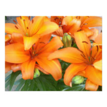 Flores anaranjadas del lirio anuncios personalizados