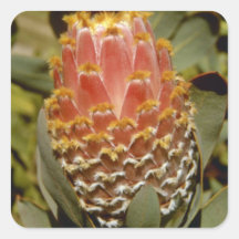Flores anaranjadas del protea de la reina (Protea  Pegatinas Cuadradas Personalizadas