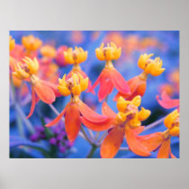 Flores anaranjadas soñadoras posters