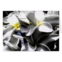 Flores artísticas del Plumeria Tarjetón