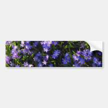 Flores azules de la primavera de la esquila etiqueta de parachoque