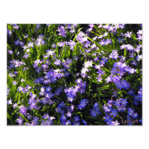 Flores azules de la primavera de la esquila arte fotografico