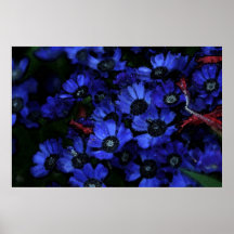 Flores azules poster