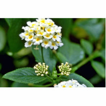 Flores blancas agrupadas con los centros amarillos escultura fotográfica