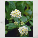 Flores blancas agrupadas con los centros amarillos flyer personalizado