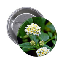 Flores blancas agrupadas con los centros amarillos pins