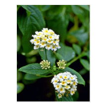 Flores blancas agrupadas con los centros amarillos tarjeta postal