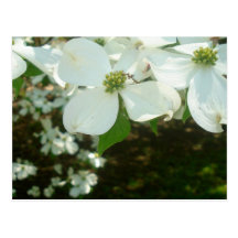 Flores blancas bonitas tarjetas postales